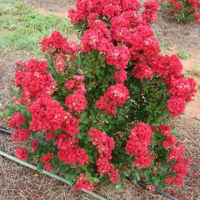 Crape Myrtle &#39;Enduring Summer&#39;