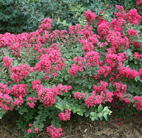 Crape Myrtle &#39;Infinitini Magenta&#39;