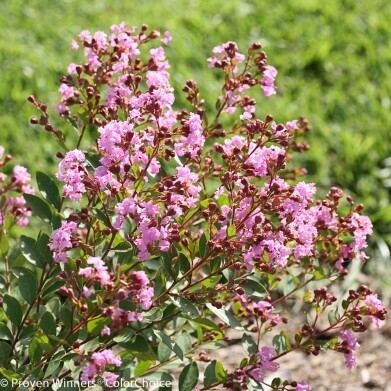 Crape Myrtle 'Infinitini Orchid'