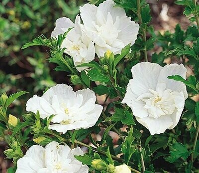 Rose of Sharon 'White Chiffon' - Hibiscus Syriacus