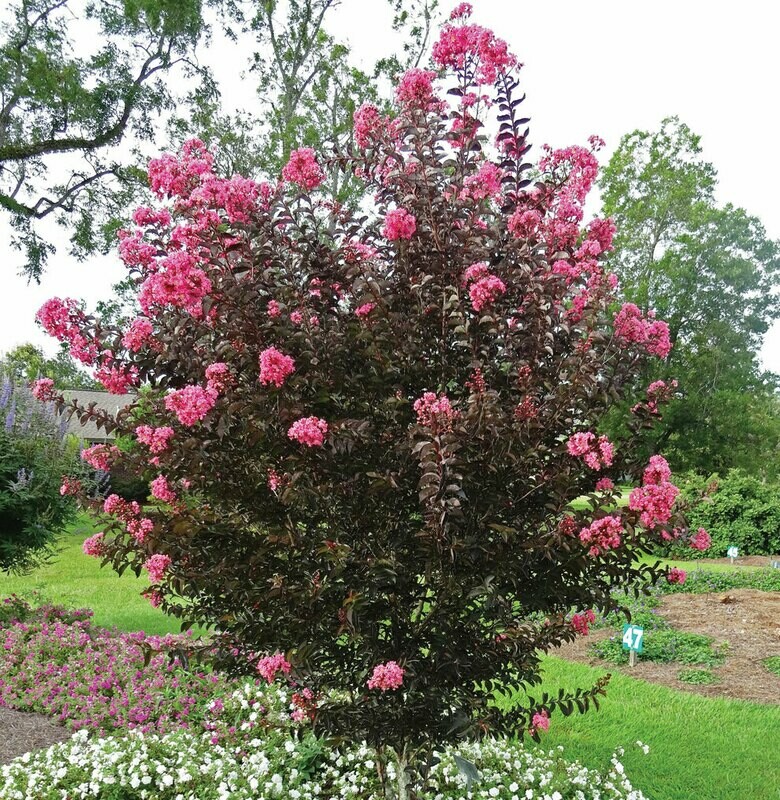 Crape Myrtle &#39;Midnight Magic&#39;