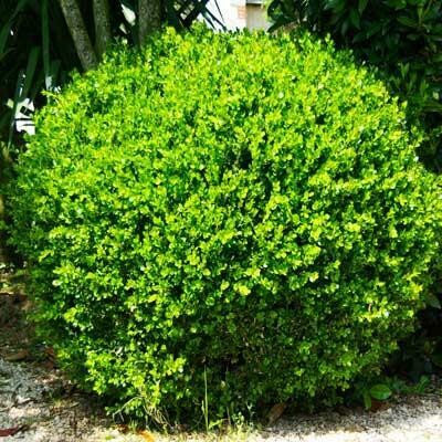 American Boxwood - Buxus