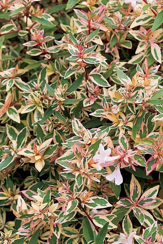 Abelia &#39;Mardi Gras&#39;