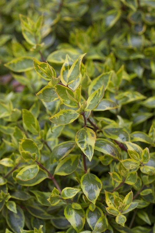 Abelia &#39;Sunshine Daydream&#39;