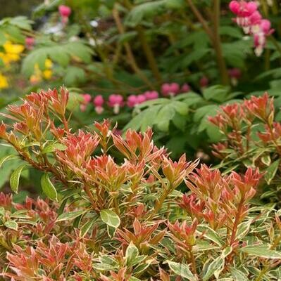 Andromeda &#39;Little Heath&#39; - Pieris Japonica