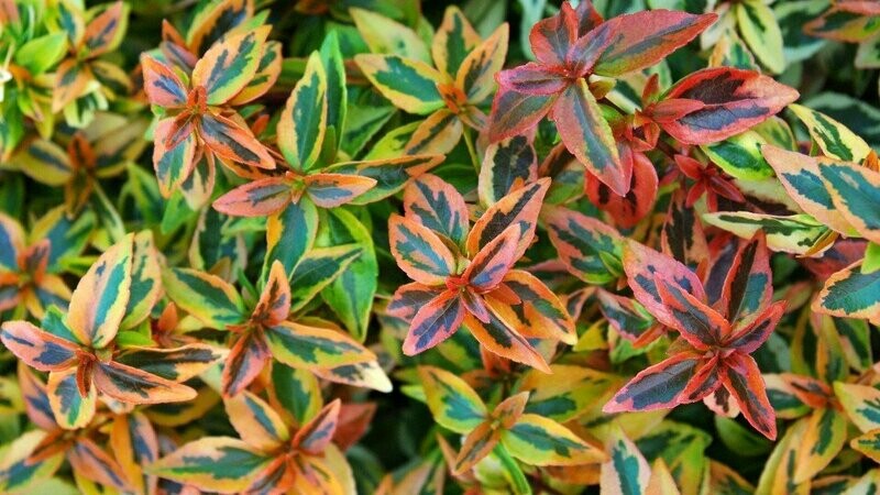 Abelia &#39;Kaleidoscope&#39; - Abelia x Grandiflora