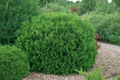 Arborvitae &#39;Woodward Globe&#39; - Thuja Occidentalis