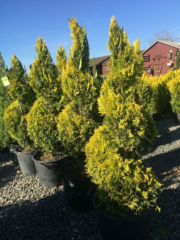 Arborvitae Spiral &#39;Forever Goldy&#39; - Thuja Plicata