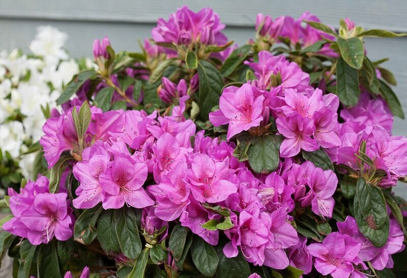 Azalea &#39;Bloom-a-Thon ‘Lavender’&#39;