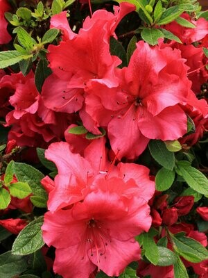 Azalea &#39;Bloom-a-Thon ‘Red’&#39;