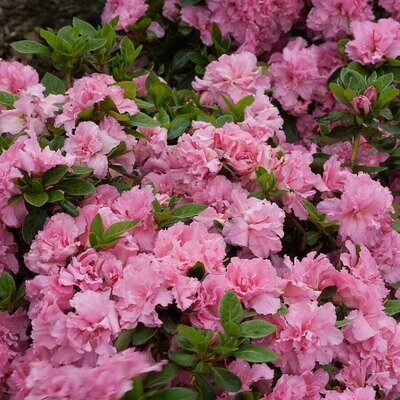 Azalea 'Bloom-a-Thon ‘Pink Double’'
