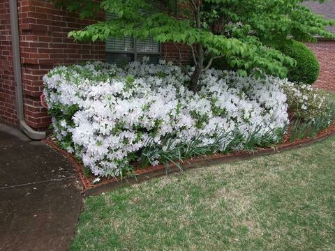 Azalea &#39;Bloom-A-Thon &#39;White&#39;&#39;