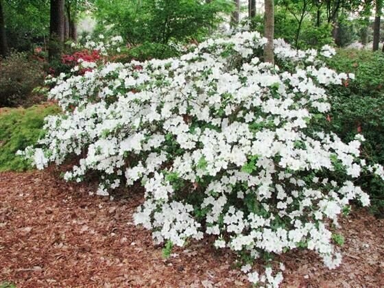 Azalea &#39;Girard Pleasant White&#39;