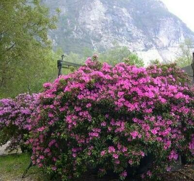 Azalea &#39;Purple Splendor&#39;