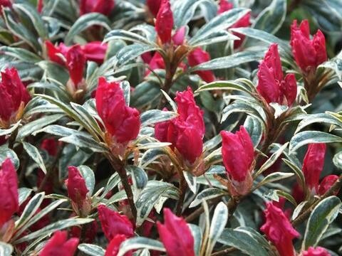 Azalea &#39;Silver Sword&#39;