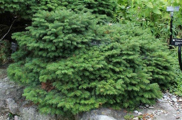 Bird&#39;s Nest Spruce - Picea Abies
