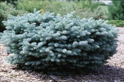 Blue Spruce &#39;Dwarf Globe&#39; - Picea Pungens