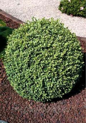 Boxwood &#39;Franklin&#39;s Gem&#39; - Buxus