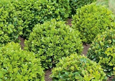 Boxwood &#39;English&#39; - Buxus Sempervirens