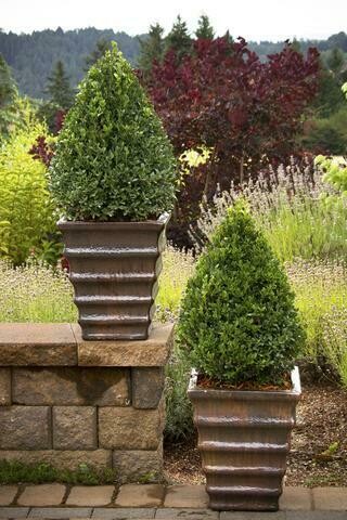 Boxwood &#39;Green Mountain&#39; - Buxus