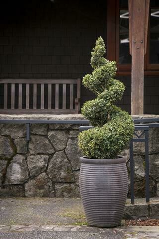 Boxwood &#39;Green Mountain Spiral&#39; - Buxus