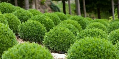Boxwood &#39;Green Velvet&#39; - Buxus