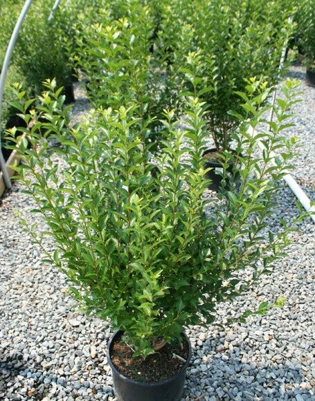 California Privet - Ligustrum Ovalifolium