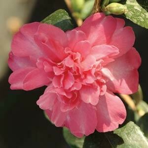 Camellia &#39;Boulevard &#39;Double Salmon&#39;&#39; - Camellia Japonica