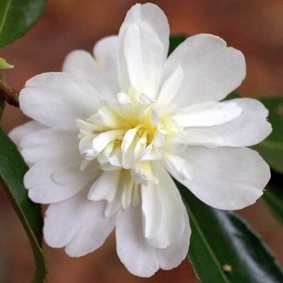 Camellia 'Snow Flurry' - Camellia Japonica