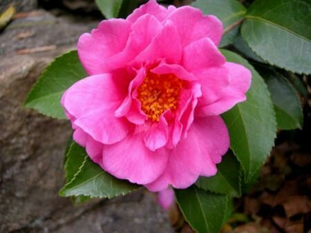 Camellia &#39;Winter&#39;s Joy&#39; - Camellia Japonica