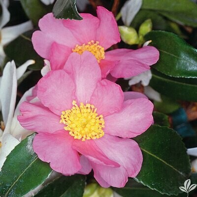 Camellia 'Winter Star' - Camellia Japonica