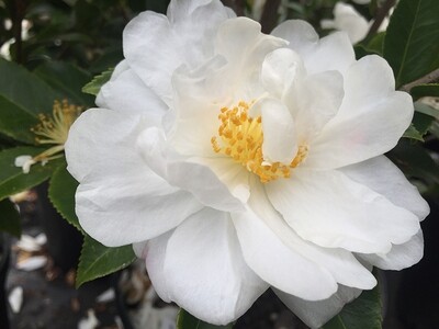 Camellia 'Winter's Snowman' - Camellia Japonica