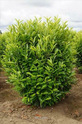 Cherry Laurel &#39;Schipkaensis&#39;