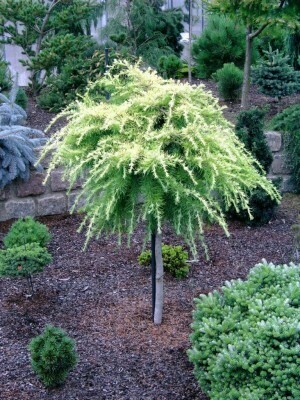Cedrus Deodara &#39;Feelin&#39; Sunny&#39; (Deodar Cedar)