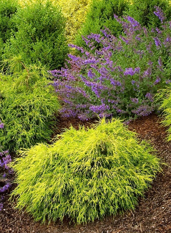 Cypress &#39;Gold Thread&#39; - Chamaecyparis Pisifera