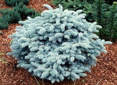 Colorado Spruce 'Nana' - Picea Pungens