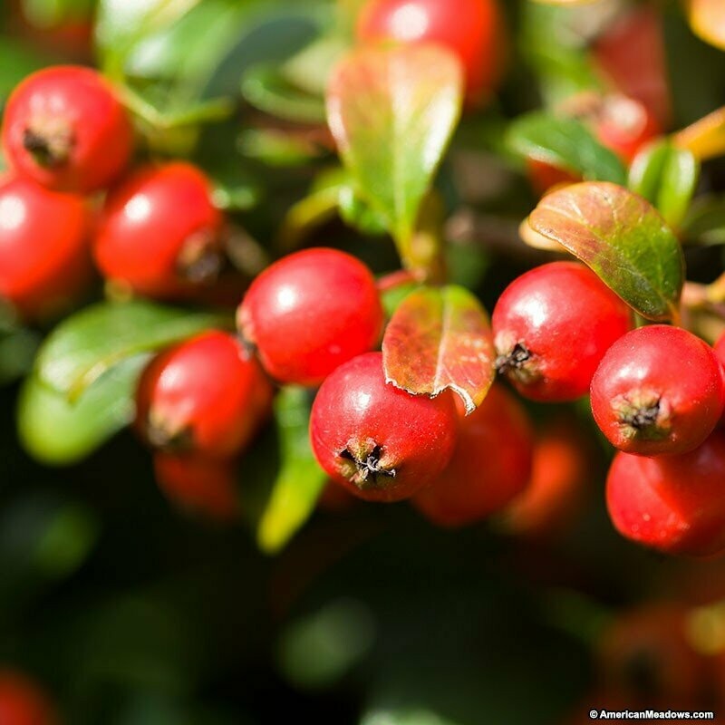 Creeping Wintergreen &#39;Redwood&#39; - Gaultheria Procumbens