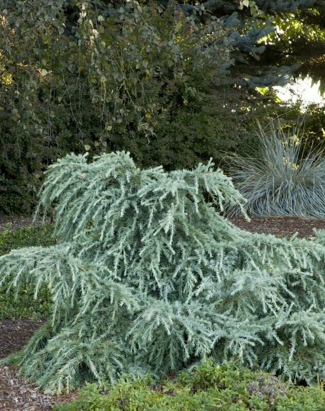 Deodar Cedar &#39;Feelin&#39; Blue&#39; - Cedrus Deodara