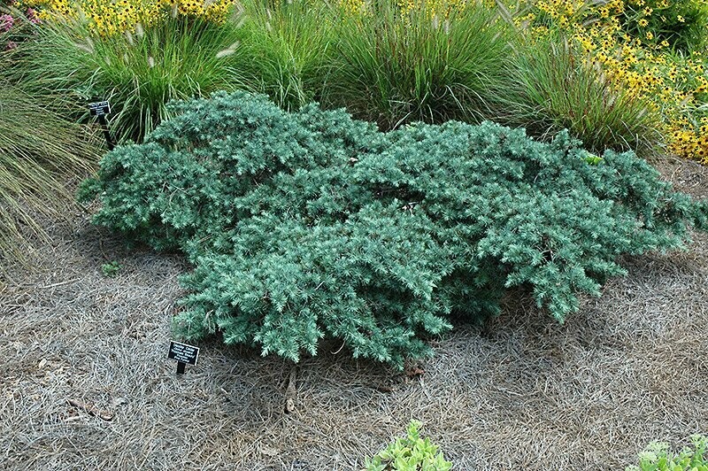 Deodar Cedar &#39;Prostrate Beauty&#39; - Cedrus Deodara