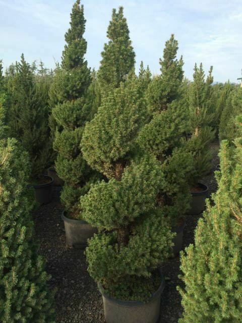 Dwarf Alberta Spruce &#39;Spiral&#39;
