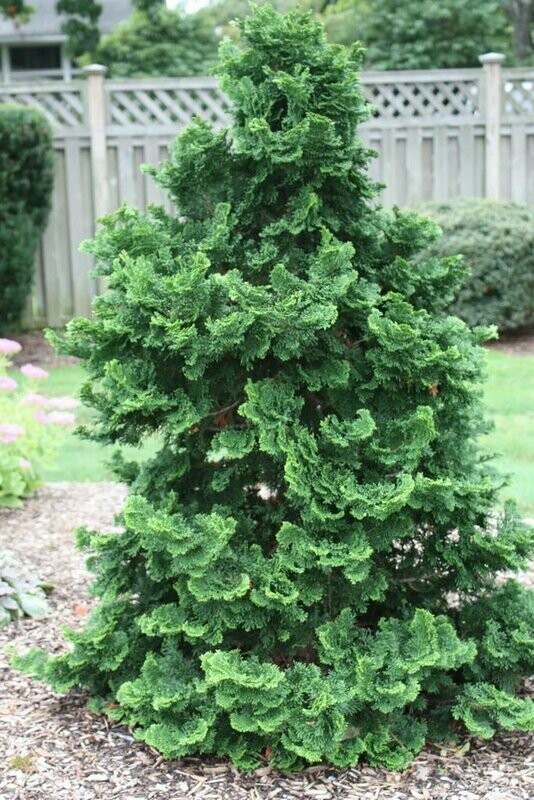 Dwarf Hinoki Cypress - Chamaecyparis Obtusa