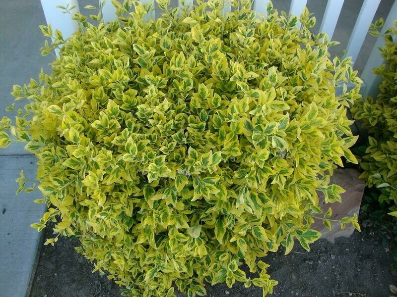 Euonymus &#39;Aureo-Marginata&#39;