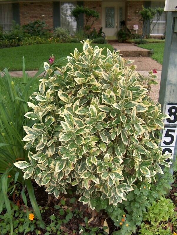 Euonymus &#39;Silver King&#39;