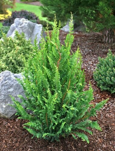 False Cypress &#39;Filicoides Compacta&#39; - Chamaecyparis Obtusa