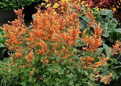 Hummingbird Mint &#39;Kudos Mandarin&#39; - Agastache