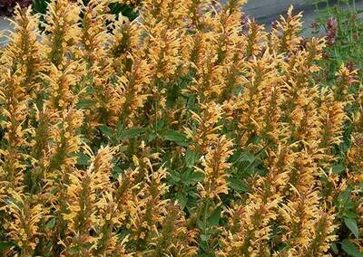 Hummingbird Mint 'Kudos Gold' - Agastache