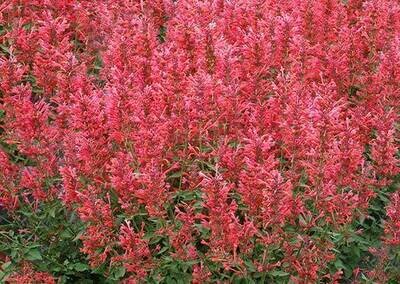 Hummingbird Mint 'Kudos Coral' - Agastache