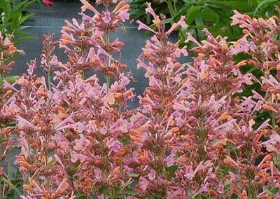 Hummingbird Mint 'Kudos Ambrosia' - Agastache