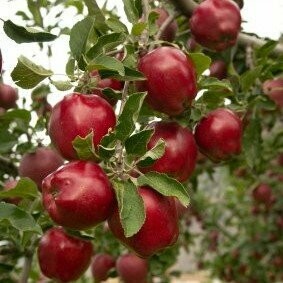 Apple Tree &#39;Red Delicious&#39;