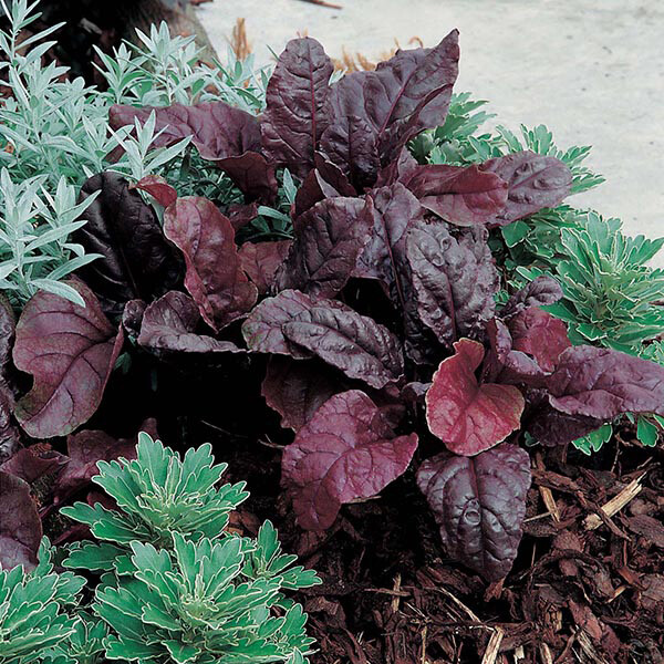 Beets &#39;Bull&#39;s Blood&#39;